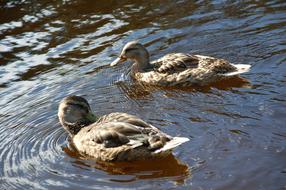 two mallard Ducks on Water