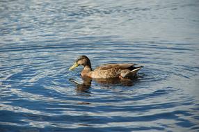 Colorful, cute and beautiful duck swimming in the water with ripple, in Oslo, Norway