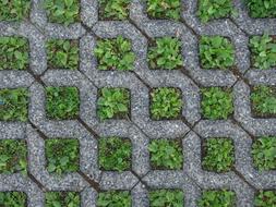 Footpath block with green plants inside