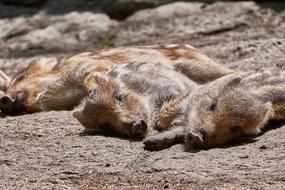 Piglet Tired Sleep