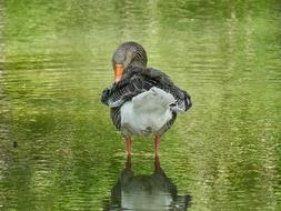 gray goose cleaning feathers in water