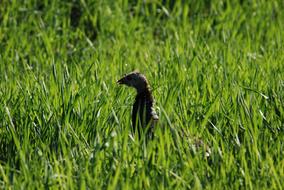 Turkey in Wildlife