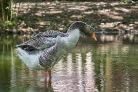 Goose Water plumage Bird