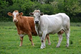 charming Cows Animal