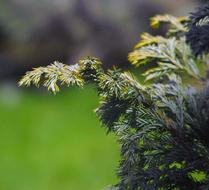 Conifer Branches Needles