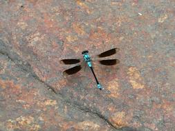 blue dragonfly on the ground