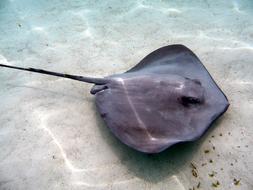 Stingray Tahiti French Polynesia