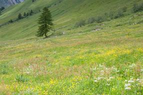 green beautiful field in flowers