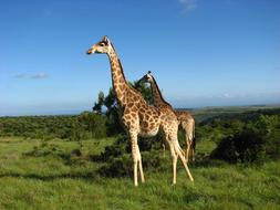 two Giraffes in wild, South Africa