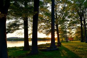 trees in the sun with grass
