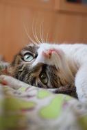 Cat Pets