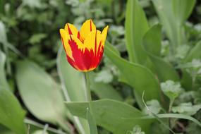 Flowers Tulip