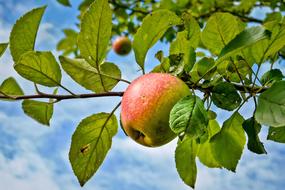 ripe apple on a tree in an orchard