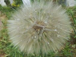 fluffy dandelion in a drop of water