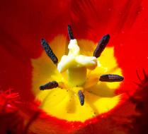 open poppy seedbud