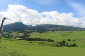 beautiful green grass in the field