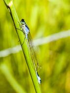blue Dragonfly Insect