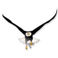 eagle fish flying eye hunt