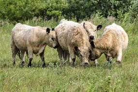 Galloway cattle on pasture at summer