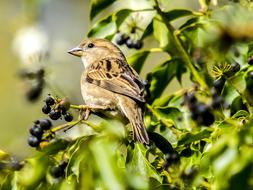 Sparrow Sperling green bush