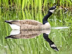 Goose Canada Bird in pond