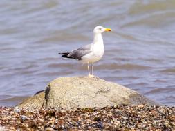 Seagull Herring Bird Water