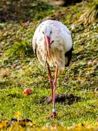 stork walks on the autumn meadow