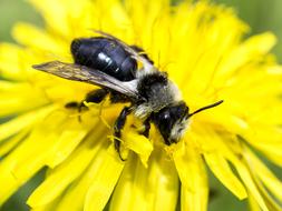black Bee Wild Insect