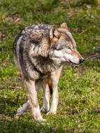 Wolf Animal Mammal at nature