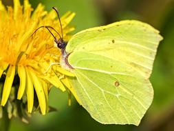 Gonepteryx Rhamni Butterfly Insect