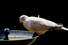 Dove Bird Feathers