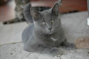 charming british grey cat