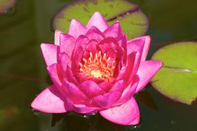 Flower Nature Lily