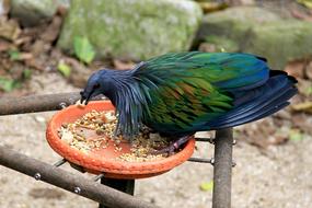 Green 簑 Pigeon Birds Blue-Green