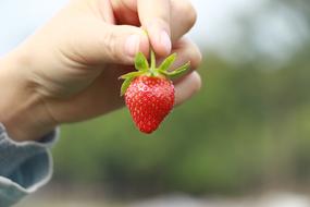 Strawberry Red