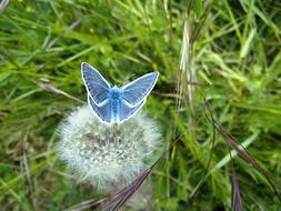 blue Butterfly on ripe dandelion seed head on a blurred background