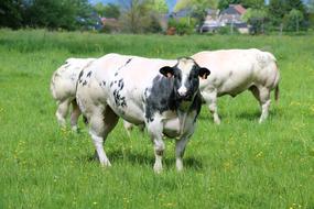 Cows Herds