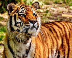 Tiger Predator Fur