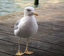 beautiful white seagull stands on a wooden pier