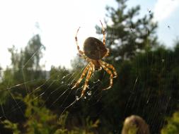 Spider Hotel Insect