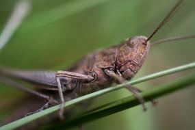 large brown grasshopper on the grass, close-up