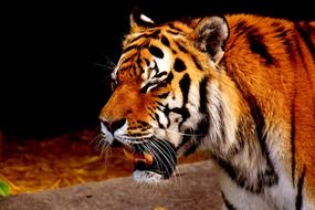 Tiger Predator Fur