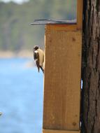 Birdhouse Flycatcher