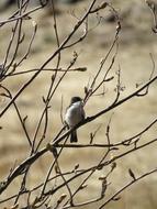 Flycatcher Branch