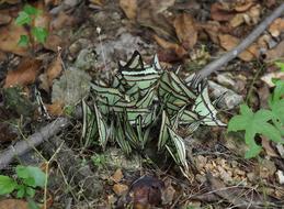 Butterfly Natural