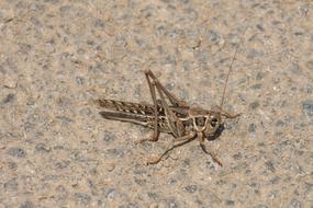 gray bird grasshopper on ground