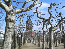 view of the wedding tower among the trees