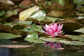 wet pink lotus flower in the pond