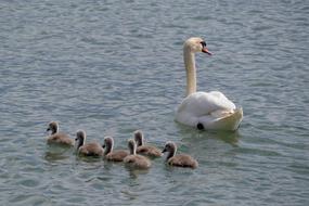 Swan Family Young Swans Lake