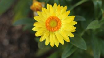Yellow Flower Gardens